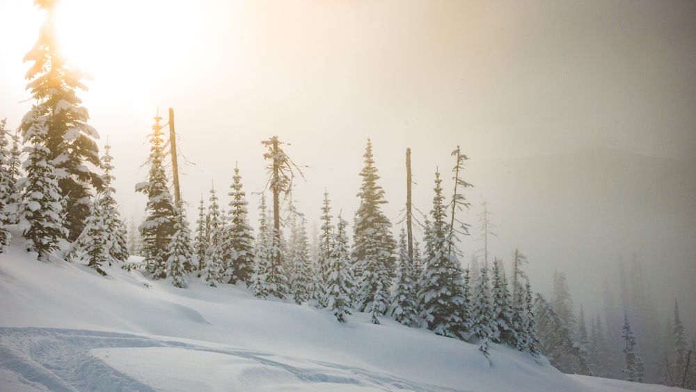 Fir trees in snow in sunny day