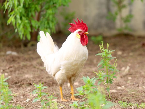 Chicken on green grass