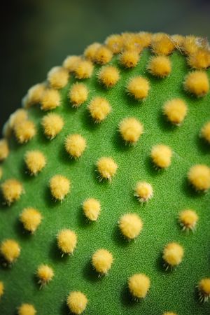 Green cactus with yellow glochids