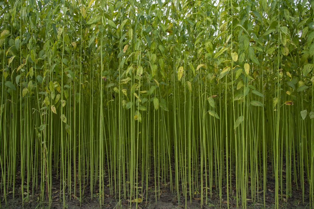 Green jute Plantation field.  Raw Jute plant Texture background. This is the Called Golden Fiber in Bangladesh