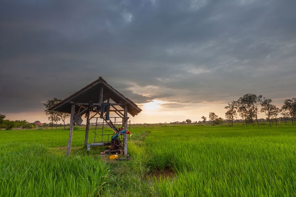 Sunset At Rice Field