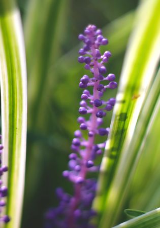 Purple spring flower.