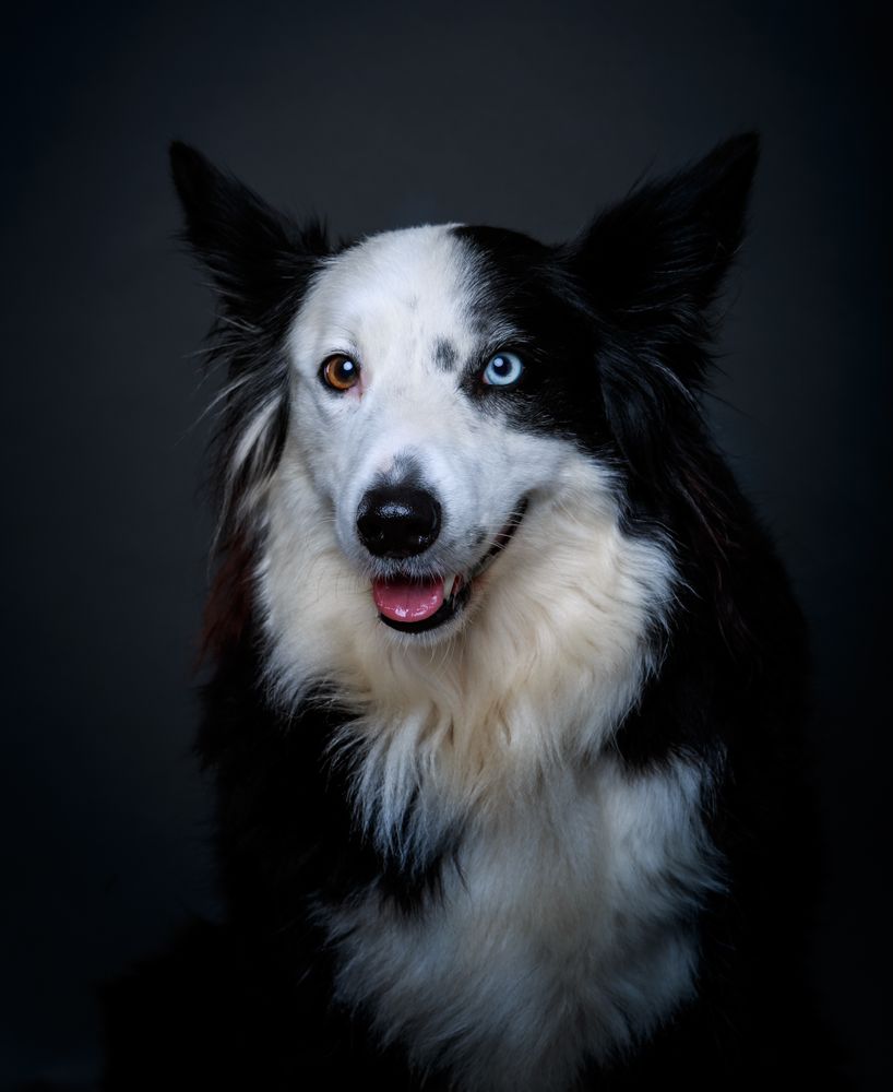Funny dog with different eyes