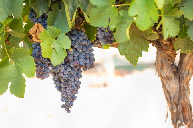 Vineyard with Lush, Ripe Wine Grapes on the Vine Ready for Harvest