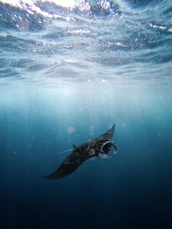 Underwater shot of manta rays