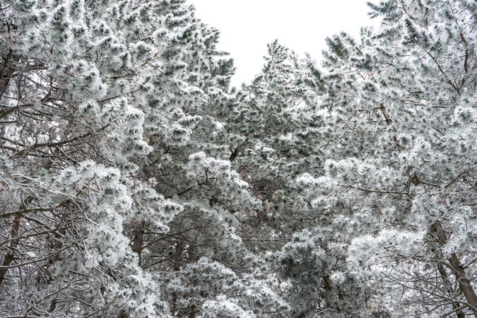 Winter snowy landscape