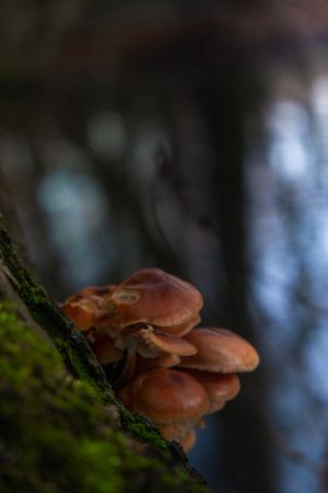 Group of brown mushrooms growing on side of mossy tree with copy space