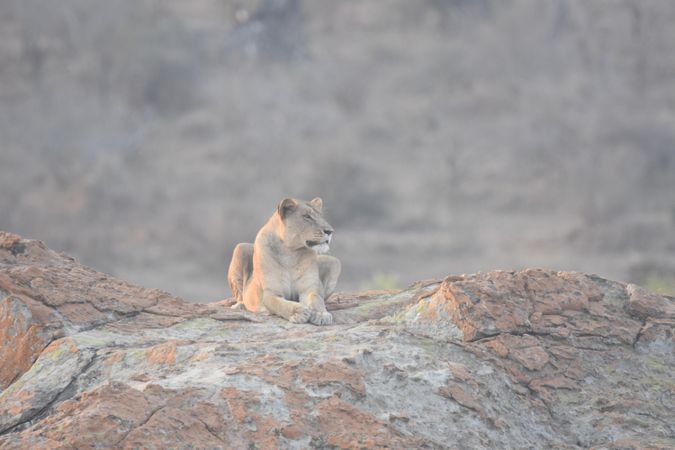 Brown lioness on brown rock during daytime