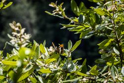Close up of butterfly in the nature