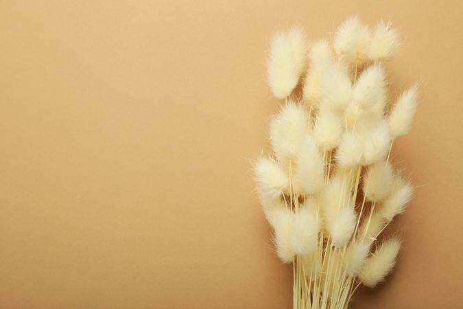 Top of dried bunny tail bouquet on neutral brown background