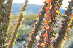 Close up shot of ocotillo leaves turning red