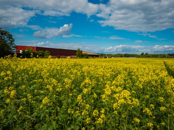 Flowering fields of yellow rapeseed. Sunny spring day. Nature.