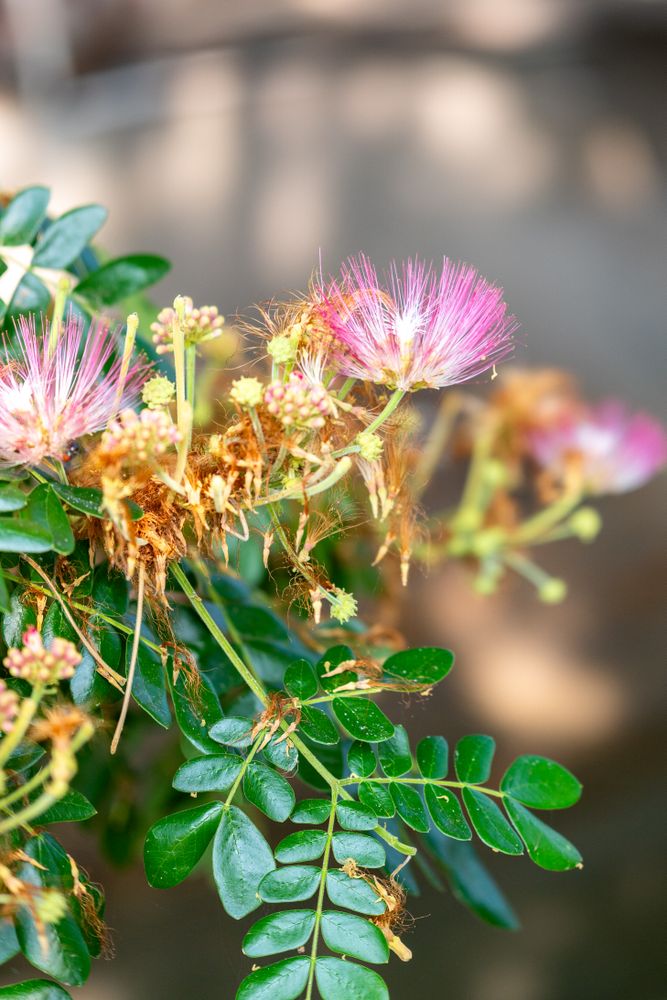 Albizia julibrissin flower, also known as Persian silk tree
