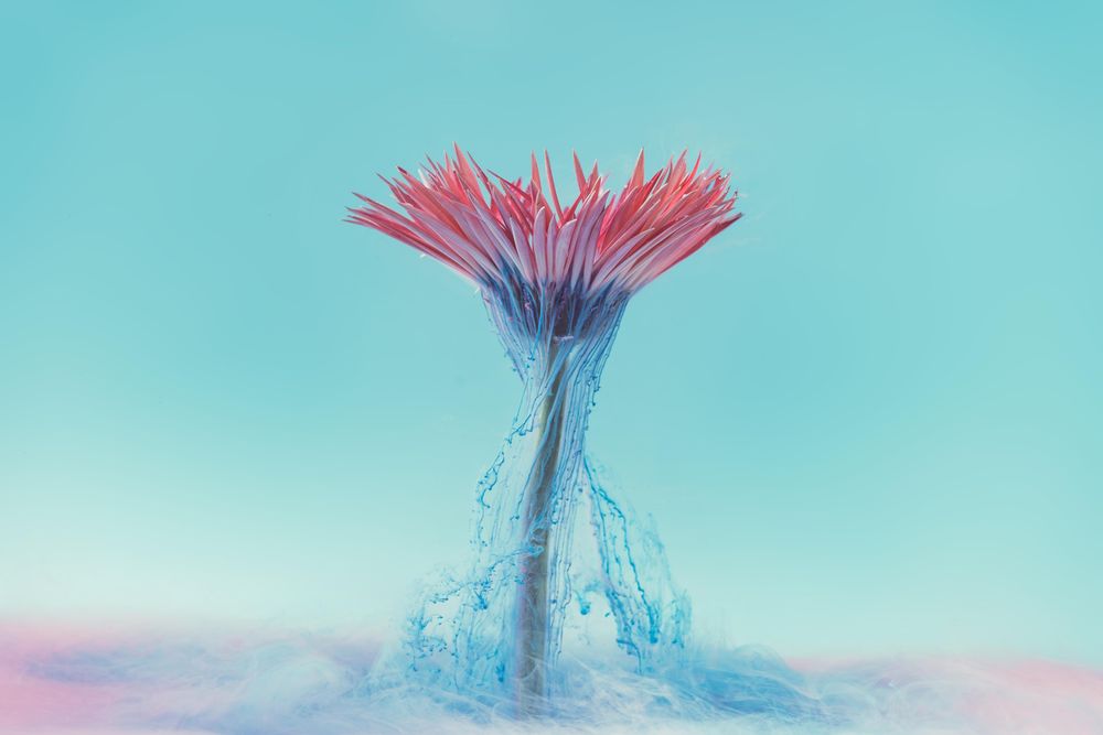 Pink daisy flower with pastel blue ink