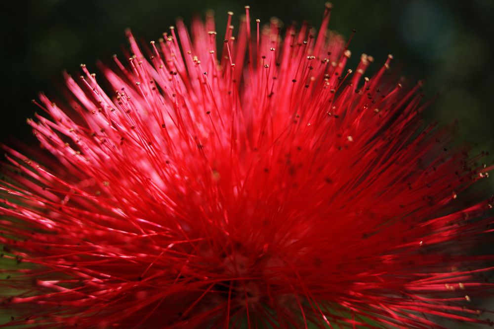 Bright red flower with spikes