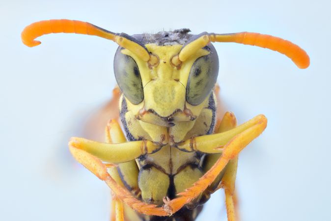 Yellow cute magnified wasp with orange antennae and green eyes