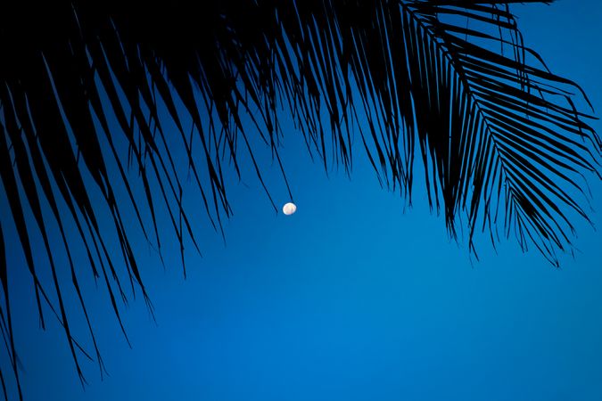 Waxing gibbous moon under a palm tree