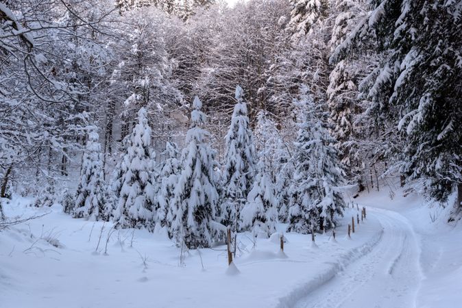 Winter landscape with a snowy forest on a sunny day in December in the Bavarian Alps.