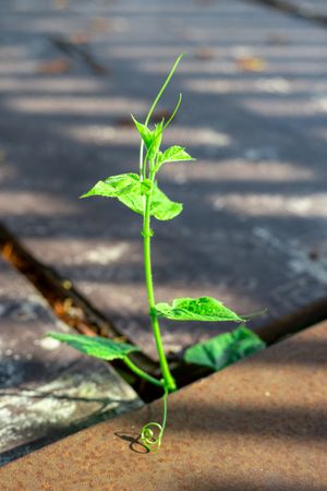 A small green plant is growing out of a crack in a brick sidewalk