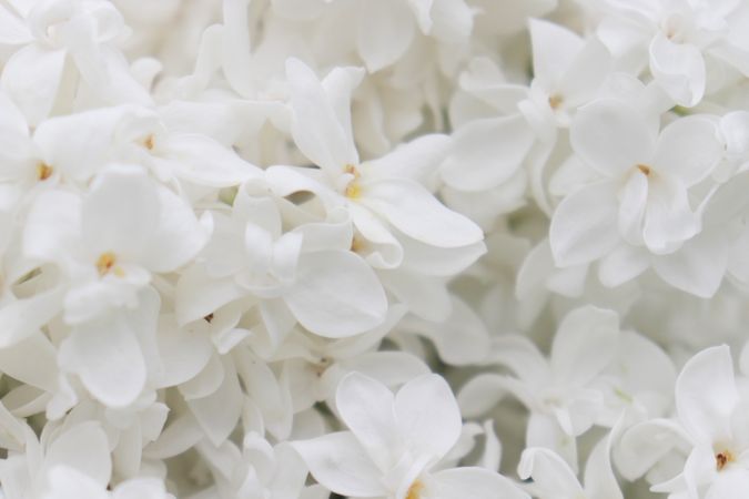 Close up of light flowers