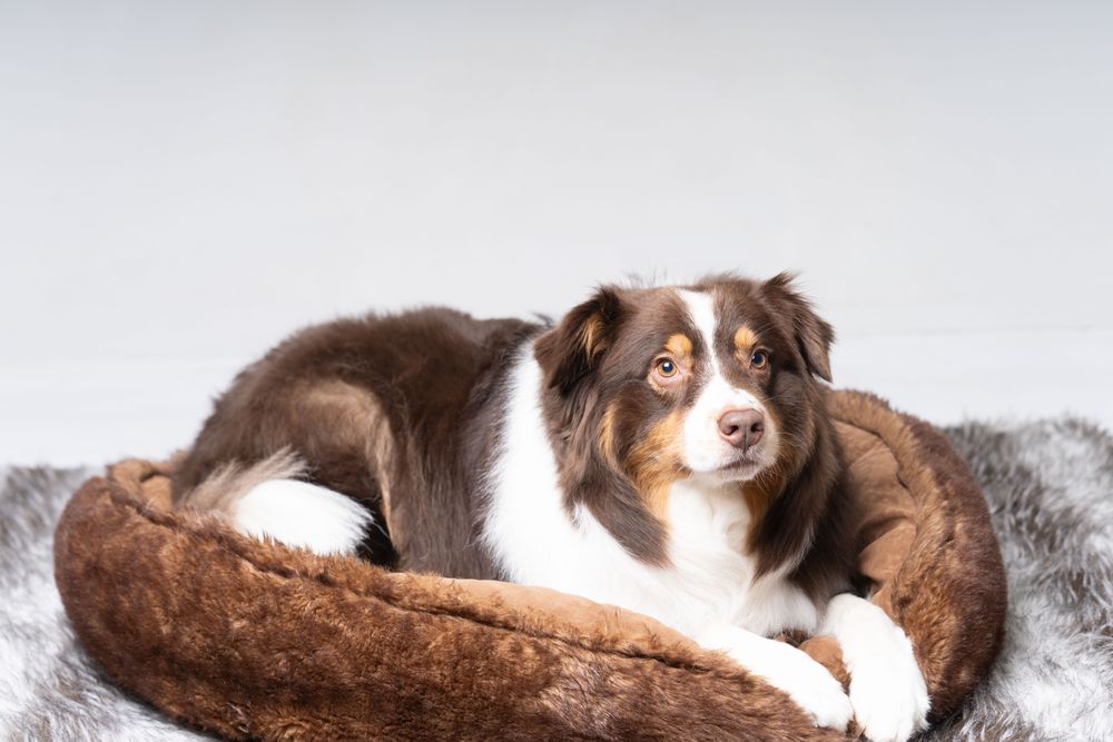 Cute Australian shepherd lying in bed