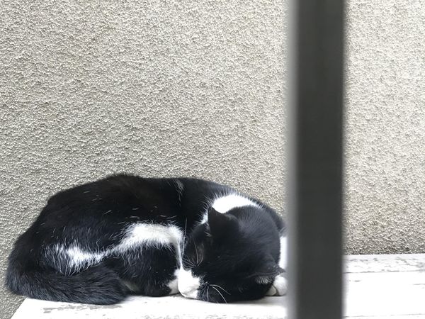 Tuxedo cat sleeping beside wall outdoor