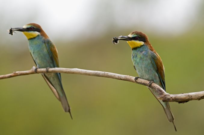 Two European bee-eater eating bees