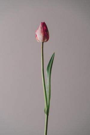 Single tulip on cream background