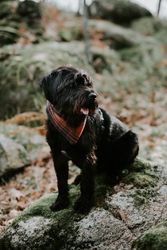 Big dog sitting on stone