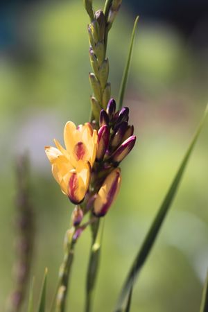 Buds of of orange purple flower