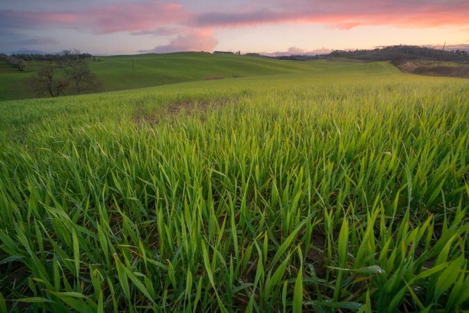 Wonderful empty green fields