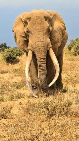 Majestic elephant walking in the african savannah during a safari in Kenya