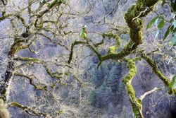 Green branches covered with moss