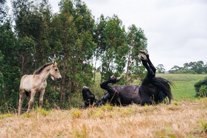 horse with foal grazing on lawn