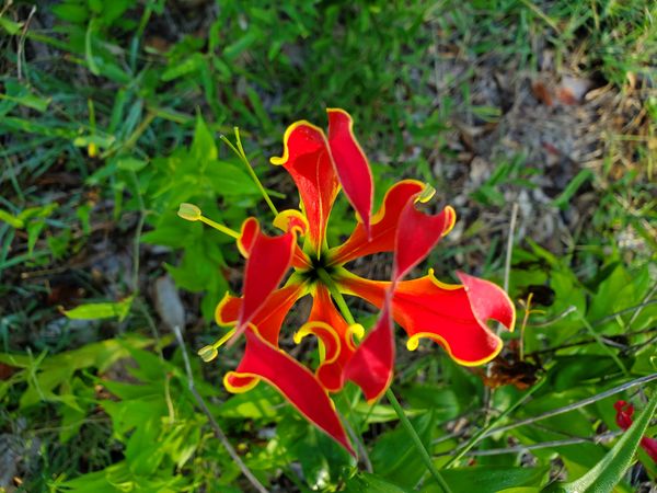 flame lily
