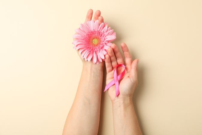 Female hands hold pink awareness ribbon and gerbera on color background