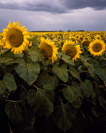 A sunflower field up close, Kansas