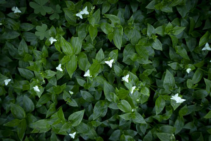 Ivy. Leaves of climbing plant with flowers. Lush green background of nature