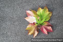 Fall leaves and pinecone with marijuana leaf on pavement, copy space 48jEk0