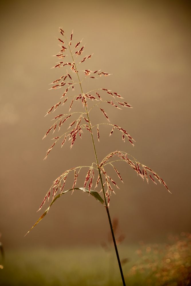 Brown flower against brown background