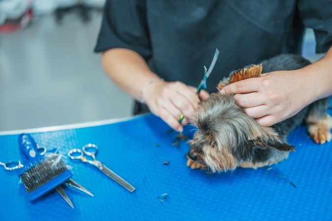 Crop groomer cutting fur of small dog
