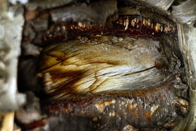 Bark on wood
