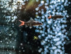 Exotic fish in aquarium
