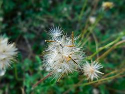 Tridax procumbens flower
