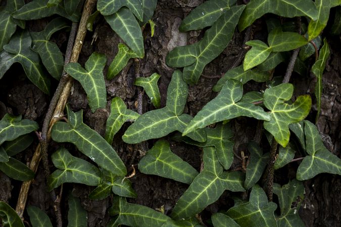 Ivy leaves of climbing plant. Lush green background of nature.