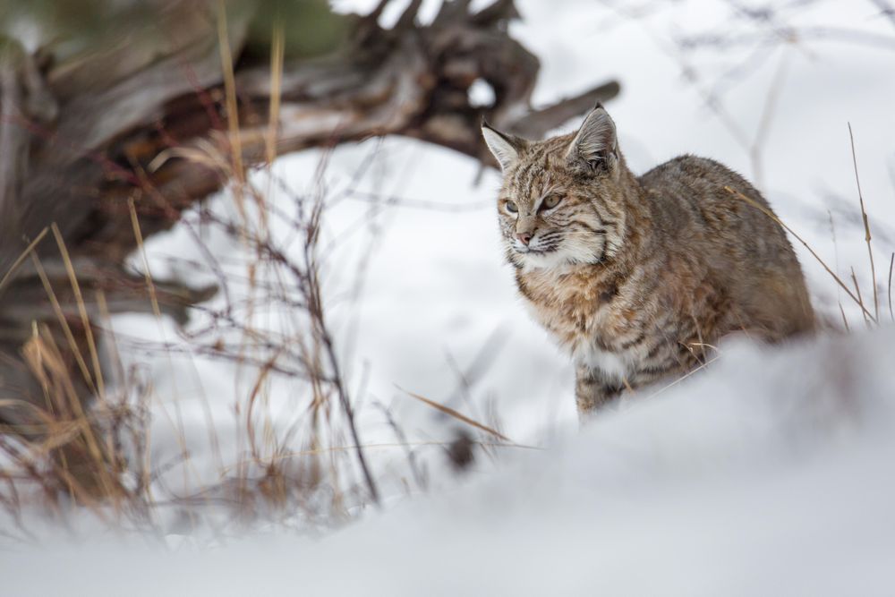 Bob cat surveying the snowy terrain