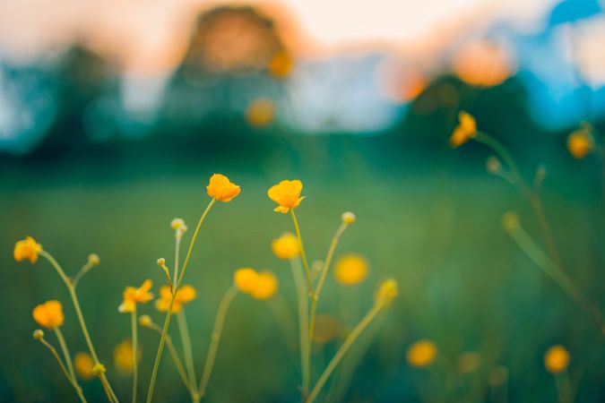 Close up of yellow flowers in a field