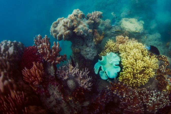 Different colored corals in sea