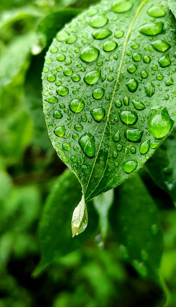 Raindrops on leaf