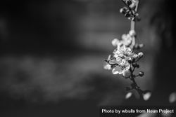 Monochrome shot of cherry blossom branch with copy space 4AAKz4